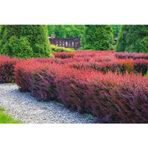 TNC Garden Groups Kırmızı Berberis – Kadın Tuzluğu – Berberis Thunbergii 3 Adet