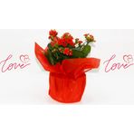 TNC Garden Groups KIRMIZI KALANŞO ÇİÇEĞİ - SEVGİLİLER GÜNÜ ve ÖZEL GÜN HEDİYESİ
