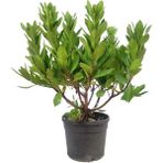 TNC Garden Groups Kocayemiş (Arbutus Unedo) Fidanı 2 Adet