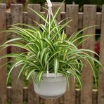 TNC Garden Groups Kurdele Çiçeği (Chlorophytum comosum) - Askılı Saksıda
