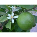 TNC Garden Groups Limequat Lime Misket Limon Fidanı 5 Adet