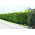 TNC Garden Groups Limoni Servi (Cupressus Macrocarpa Goldcrest) 10 Adet