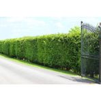 TNC Garden Groups Limoni Servi (Cupressus Macrocarpa Goldcrest) 5 Adet