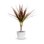 tnc garden groups Madagaskar Dragon Ağacı – Dracaena Marginata - Tek Gövdeli Bordo