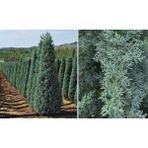 TNC Garden Groups Mavi Servi Cupressus Arizona Tohumu – 100 Gr.