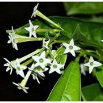 TNC Garden Groups Melisa Çiçeği Cestrum Nocturnum 3 Adet