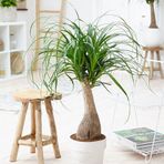 TNC Garden Groups Nolina – Fil Ayağı 40-60 cm