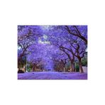 TNC Garden Groups Pavlonya Fidanı Paulownia Tementosa 30-50 cm 5 Adet