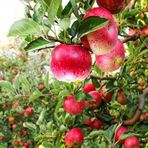 TNC Garden Groups Pink Lady Elma Fidanı 3 Yaş Tüplü ve Aşılı