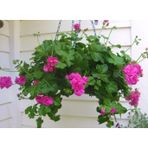 tnc garden groups Sakız Sardunya – Pelargonium Peltatum (ASKILI SAKSIDA)
