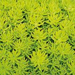 TNC Garden Groups Sarı Sedum - Stonecrop Askılı Saksıda 2 Adet