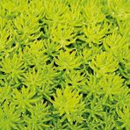 TNC Garden Groups Sarı Sedum - Stonecrop Askılı Saksıda 5 Adet