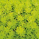 TNC Garden Groups Sarı Sedum - Stonecrop Askılı Saksıda