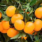 TNC Garden Groups Satsuma Mandalina Fidanı 2 Adet 3 Yaş Tüplü ve Aşılı