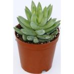 TNC Garden Groups Sedum Nicaeensis Sukulent 10 Adet