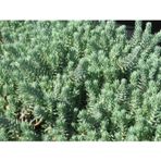 TNC Garden Groups Sedum Reflexum Yer Örtücü Bitki 90 Adet