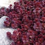 tnc garden groups Sedum Vodoo Kırmızı Dam Koruğu – Yer Örtücü Yayılıcı Bitki 135 Adet