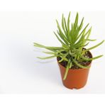 TNC Garden Groups Senecio Barbertonicus Himalaya Sukulent - 10 Adet