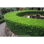 TNC Garden Groups Şimşir Fidanı Buxus Sempervirens Rotundifolia 20 Adet