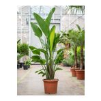 tnc garden groups Starliçe (cennet Kuşu Çiçeği) Strelitzia Nicolai 100 Cm 2 Adet