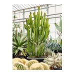 tnc garden groups Süt Ağacı – Euphorbia Trigona