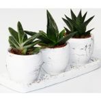 TNC Garden Groups TRİO BEYAZ SUKULENT SETİ - Haworthia, Crassula Huernia Angolensis