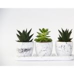 TNC Garden Groups TRİO BEYAZ SUKULENT SETİ - Haworthia, Echeveria Emerald