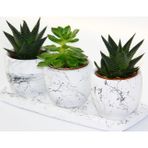 TNC Garden Groups TRİO BEYAZ SUKULENT SETİ - Haworthia, Gasteria Obliqua