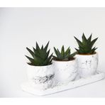 TNC Garden Groups TRİO BEYAZ SUKULENT SETİ - Haworthia Pumila, Limifolia