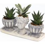 TNC Garden Groups TRİO HELEN GRİ SUKULENT SETİ - Haworthia Limifolia, Gasteria
