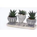 TNC Garden Groups TRİO HELEN GRİ SUKULENT SETİ - Haworthia Limifolia, Pumila