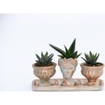 TNC Garden Groups TRİO HELEN ORANGE SUKULENT SETİ - Haworthia Pumila, Aloe Ferox