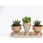 TNC Garden Groups TRİO HELEN ORANGE SUKULENT SETİ - Haworthia Pumila, Huernia