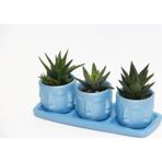 TNC Garden Groups TRİO MAVİ ADLER SUKULENT SETİ - 3 Çeşit Haworthia