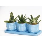 TNC Garden Groups TRİO MAVİ ADLER SUKULENT SETİ - Gasteria, Haworthia