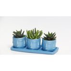 TNC Garden Groups TRİO MAVİ ADLER SUKULENT SETİ - Haworthia, Huernia