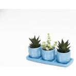 TNC Garden Groups TRİO MAVİ ADLER SUKULENT SETİ - Haworthia Limifolia, Crassula Perforata