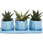 TNC Garden Groups TRİO MAVİ ADLER SUKULENT SETİ - Haworthia Limifolia, Gasteria