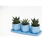 TNC Garden Groups TRİO MAVİ ADLER SUKULENT SETİ - Haworthia Limifolia, Pumila