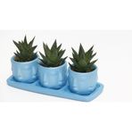 TNC Garden Groups TRİO MAVİ ADLER SUKULENT SETİ - Haworthia Limifolia