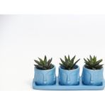 TNC Garden Groups TRİO MAVİ ADLER SUKULENT SETİ - Haworthia Pumila