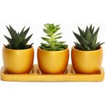 TNC Garden Groups TRİO ORANGE HEDİYELİK SUKULENT SETİ - Haworthia, Echeveria