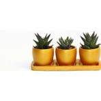 TNC Garden Groups TRİO ORANGE HEDİYELİK SUKULENT SETİ - Haworthia, Gasteria