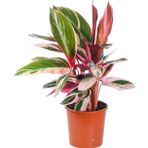 tnc garden groups Üç Renkli Kaletya (calathea Triostar)