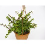 TNC Garden Groups Yeşim Ağacı Crassula Portulacaria Askılı Saksı 3 Adet