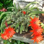 TNC Garden Groups Yılan Kaktüs Chamaecereus Silvestris 20 Adet