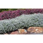 TNC Garden Groups Zeytin Çalısı - Teucrium Fruticans 50'li Set - Dekoratif Peyzaj Bitkisi