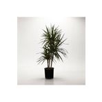 TNT Flowers Marginata Dracaena Salon Bitkisi Ev Ofis Bitkisi 3 Köklü 110-130 cm