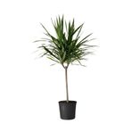 TNT Flowers Marginata Dracaena Salon Bitkisi Ev Ofis Bitkisi Tek Köklü 110-130 cm