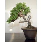 Tohhum 10 Biberiye Bonsai Ağacı Tohumu